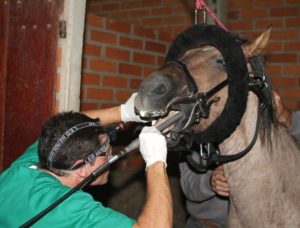 Imagem do post: Odontologia equina – Dente de lobo