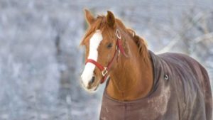 Imagem do post: Os cuidados especiais com os equinos durante o inverno