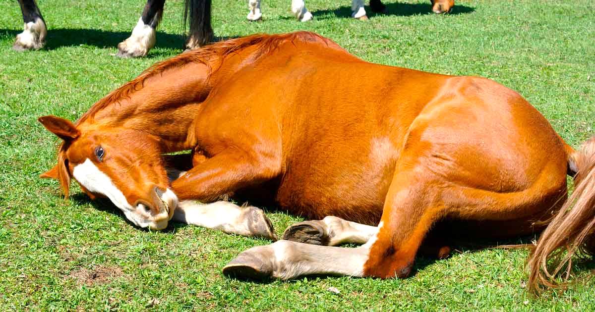 Carrapatos podem trazer danos à saúde de cavalos e potros e