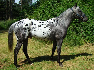 Cavalo: características, raças, importância - Brasil Escola