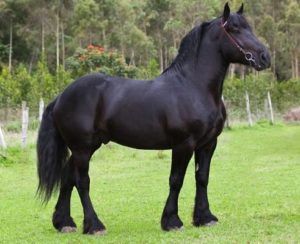 Imagem do post: Percheron (raça)