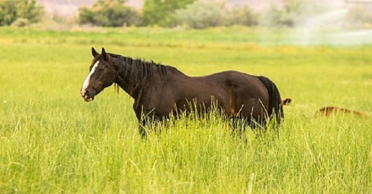 Picada de cobra em cavalo: Confira os principais sinais do problema