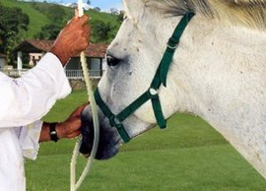 Imagem do post: Primeiros cavalos do tamanho de cachorros surgiram com calor