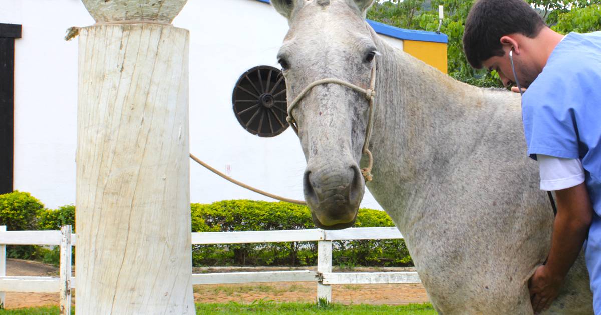 Picada de cobra em cavalo: Confira os principais sinais do problema