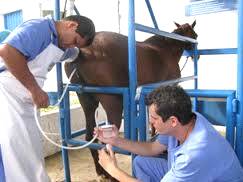 Imagem do post: Principais vantagens de utilizar a Inseminação Artificial em equinos