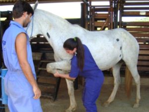 Imagem do post: Protocolos de tratamento – Claudicação em Equinos