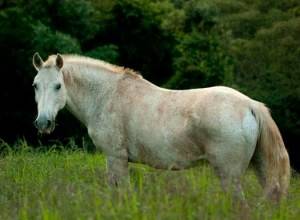 Imagem do post: Qual a importância dos cavalos para o trabalho, esporte e diversão?