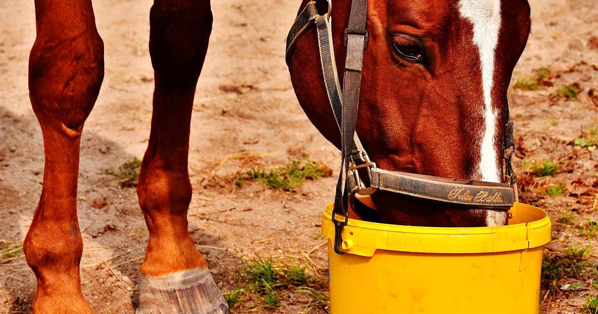 Meu cavalo precisa de alimentação especial? — CompreRural