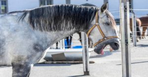 Imagem do post: Raiva Equina: Qual a forma mais eficaz de prevenção?