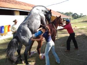 Imagem do post: Reprodução equina necessita de cuidados