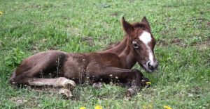 Imagem do post: Septicemia neonatal: Principal causa da mortalidade em potro