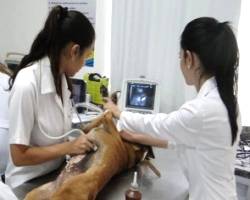 Imagem do post: Ser Médico Veterinário…