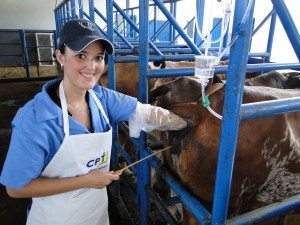 Imagem do post: Inseminação artificial equina