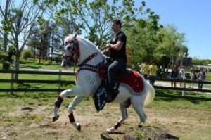 Imagem do post: Tiger é o nome cavalo de abertura da novela Salve Jorge