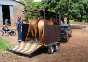 Imagem do post: Dicas para transportar um equino