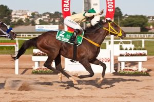 Imagem do post: Conheça a rotina de treinos de cavalos de corrida