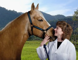 Imagem do post: A hipoterapia equina apresenta resultados benéficos ao paciente