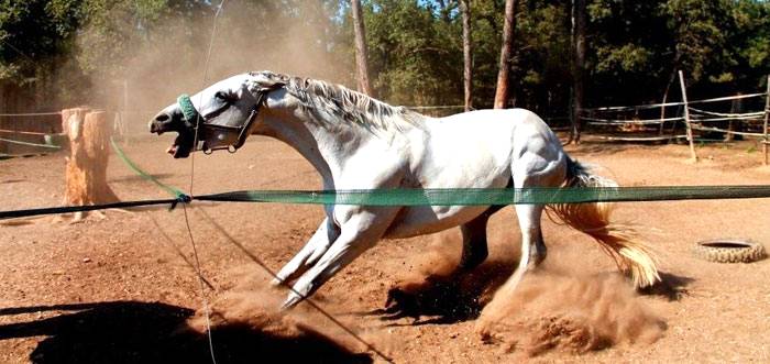 Mantendo cavalos estabulados felizes com estímulos sociais - Arquitetura  Equestre