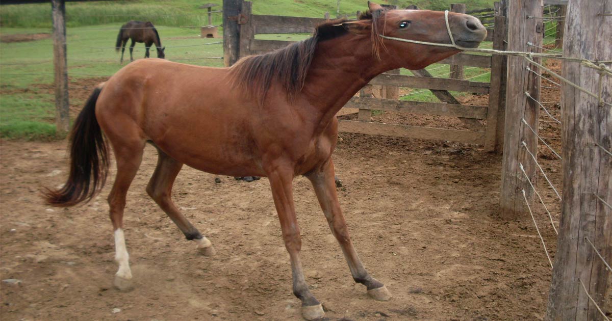 Educação Física Escolar: O CAVALO