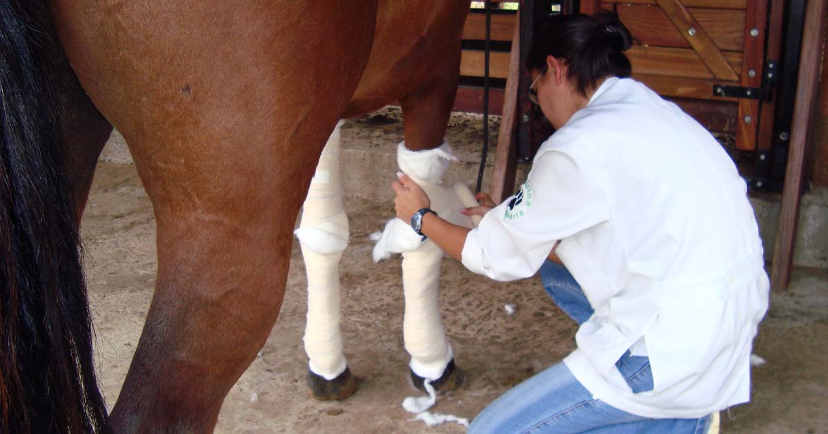 Tétano em cavalos: por que o tratamento correto é fundamental?