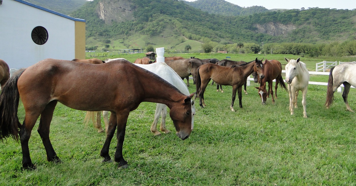 Conheça o Comportamento dos Equinos » Portal Agriconline